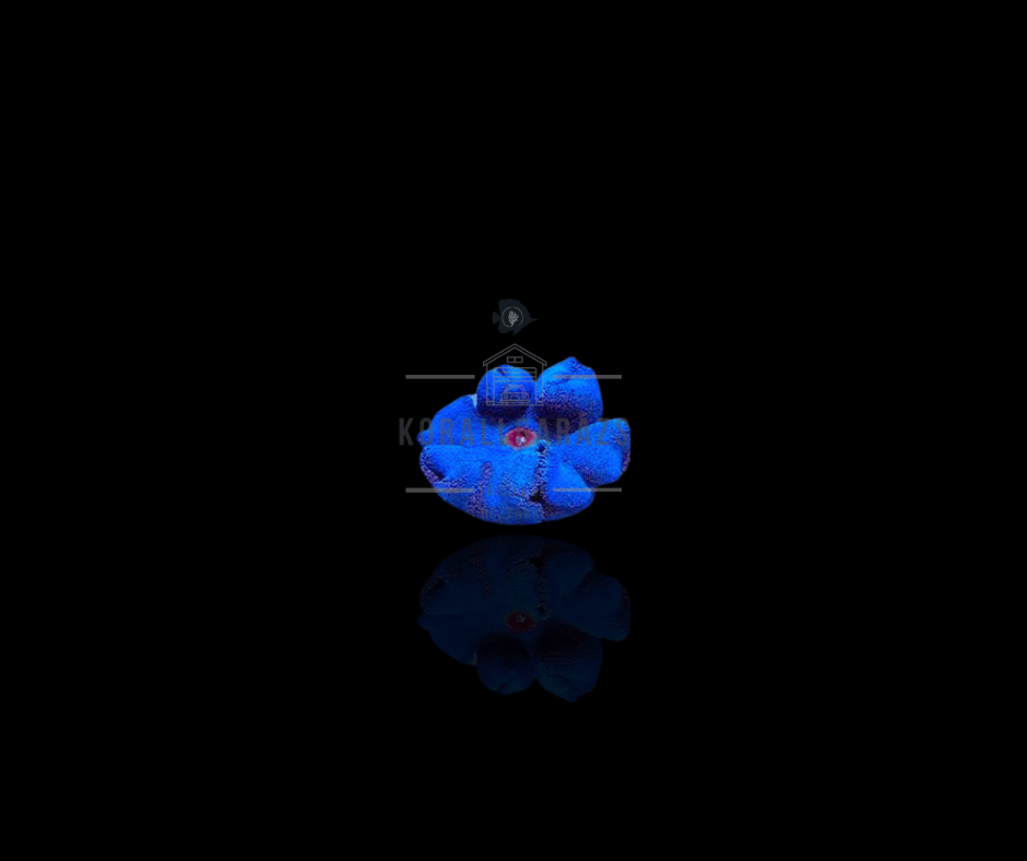 Stichodactyla Haddoni (blue)